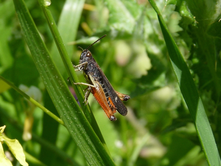 Cavalletta: Omocestus rufipes